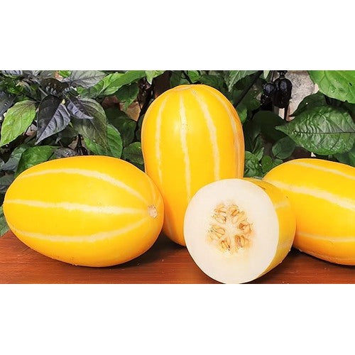 Korean Melon Fruit Seeds for Planting [neera-v5-5f36e06a833d38b0a5ad]
