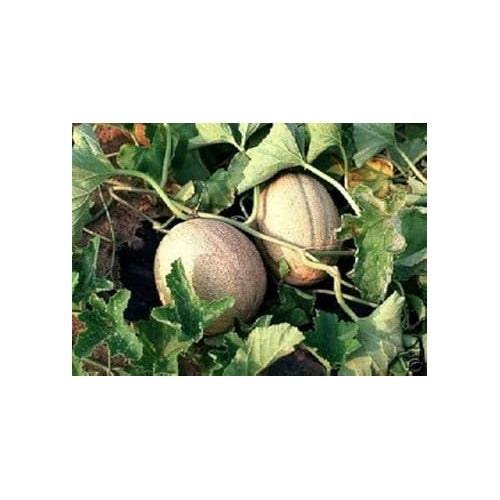 Minnesota Cantaloupe Fruit Seeds for Planting | Heirloom Non-GMO Organic Seeds for Hardy Melons in Cooler Regions [neera-v5-5f41aeffabca5b28b35c]