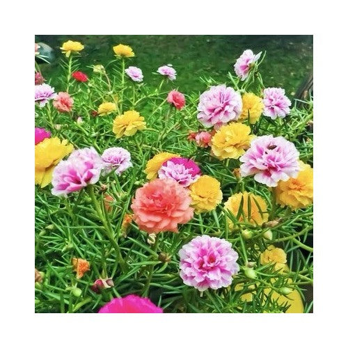 Moss Rose Portulaca Double Mix Portulaca Grandiflora Usa Heirloom Non Gmo Flower Seeds Home [neera-v5-5f57cd66f500da02f451]