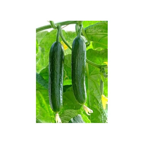 Dark Green Cucumber Seeds for Planting [neera-v5-5f61e4ff1ae088a97007]