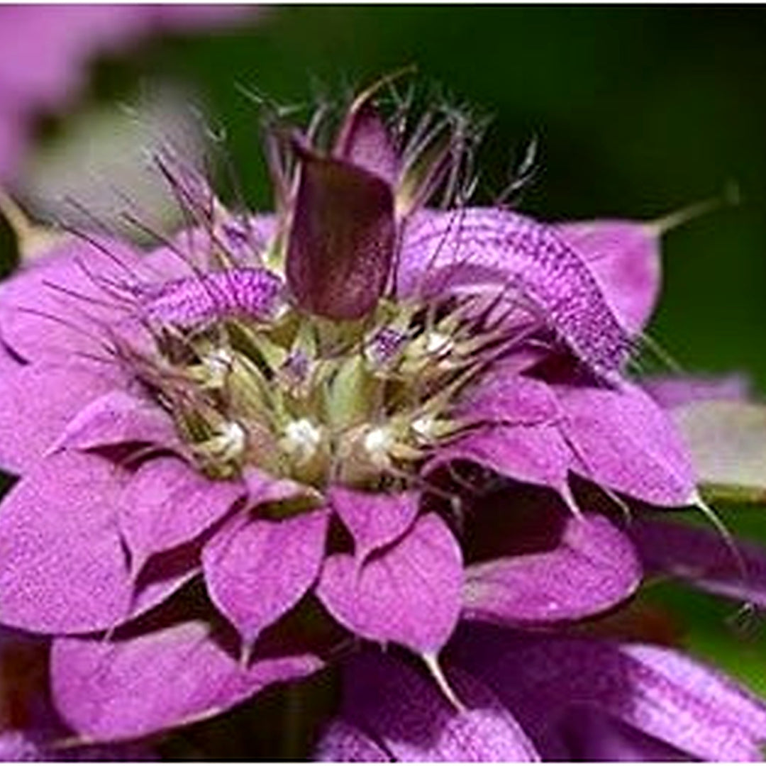 Monarda Purple Flower Seeds [neera-v5-5f68ca1b3355a476e5b6]