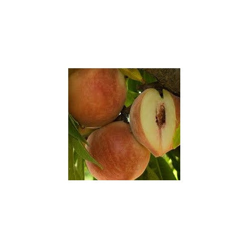 Babcock Peach Fruit Seeds for Planting [neera-v5-5f6e56503f0a56bf8e2f]