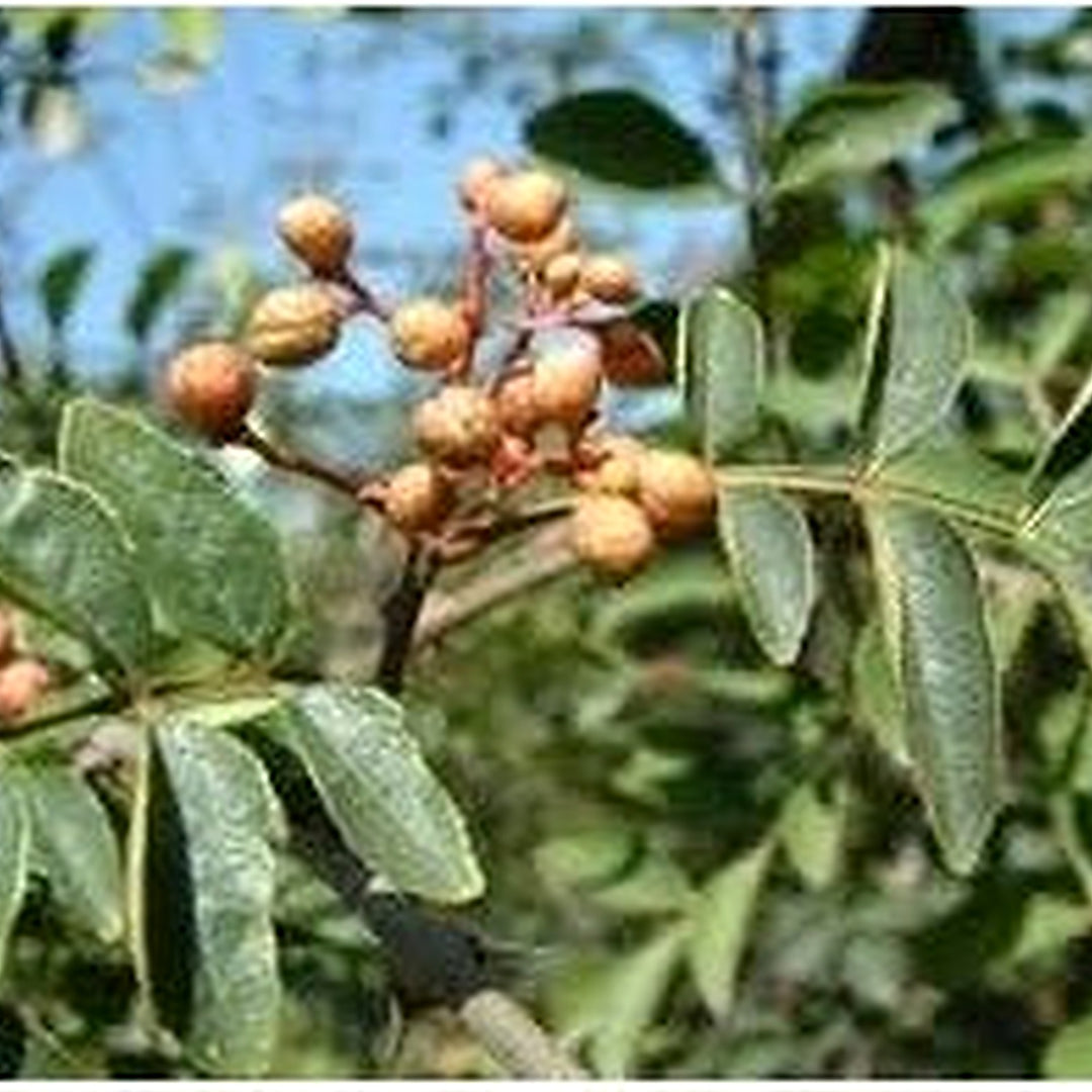 Brown Zanthoxylum Plant For Planting Flower Seeds for Home Garden Planting, Decorative Organic [neera-v5-5f72baf1d7f4352394fd]