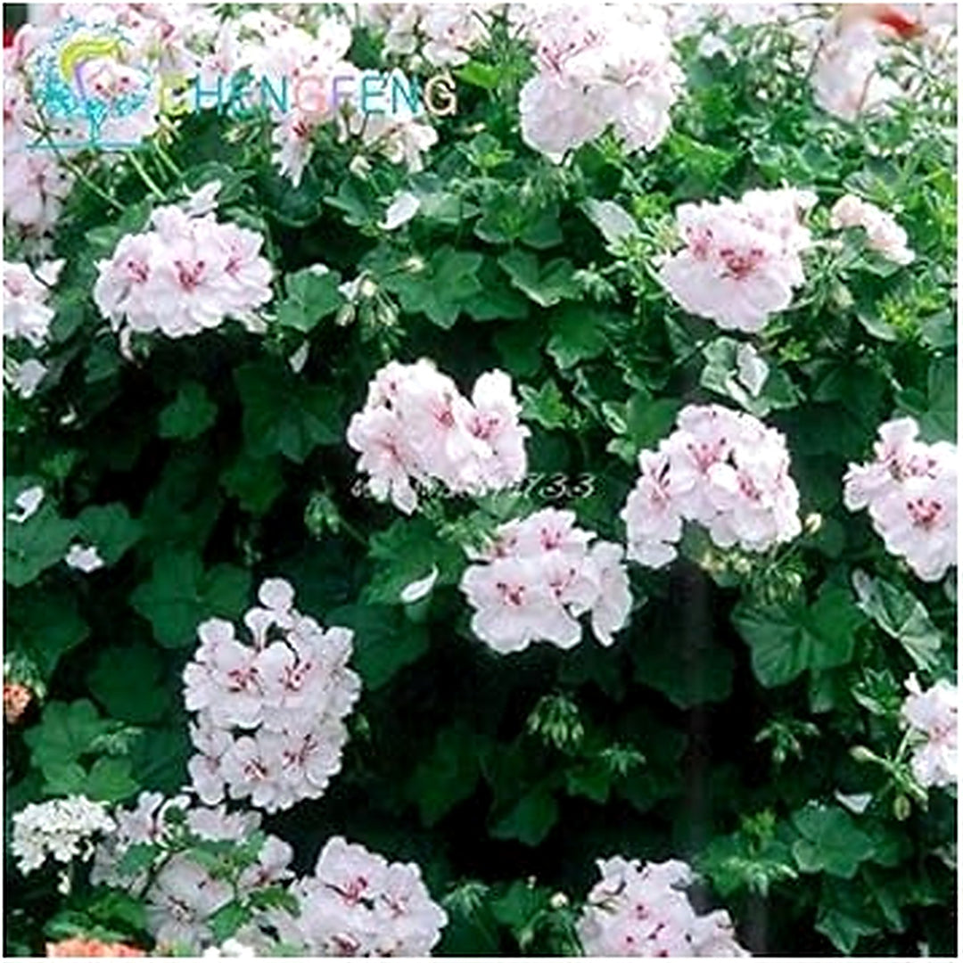 White Univalve Geranium Seeds for Planting | Heirloom, Non-GMO, Organic Garden Seeds with High Germination [neera-v5-5f826081b2ea179503fc]