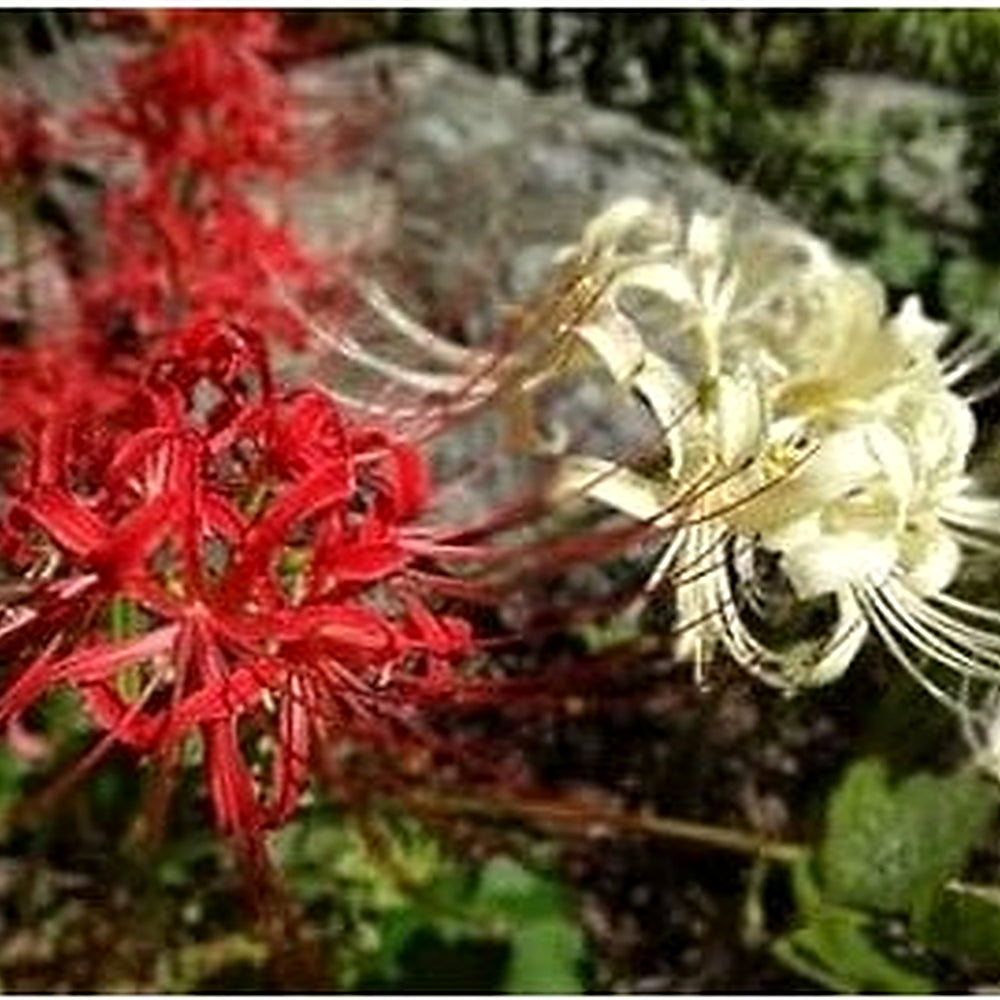 Mixed Higanbana Flower Seeds [neera-v5-5f83a1a865adda58db18]