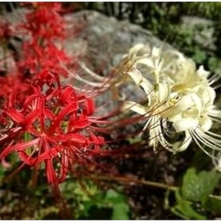 Mixed Higanbana Flower Seeds [neera-v5-5f83a1a865adda58db18]