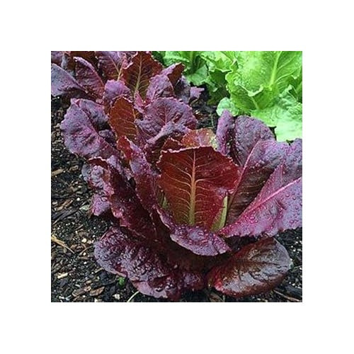 Purple Lettuce Seeds for Planting [neera-v5-5f870a3ff5834f0987a7]