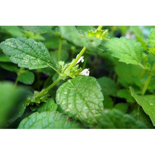 Green Mentha Spicata (Spearmint) Herb Plant Seeds for Garden and Flavor [neera-v5-5f8ac77eff2a3bd2d019]