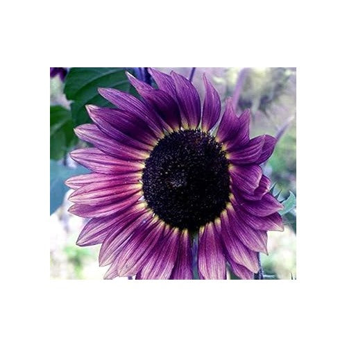 Violet Sunflower Perennial Flower Seeds for Planting [neera-v5-5f95bd2f531192d68137]