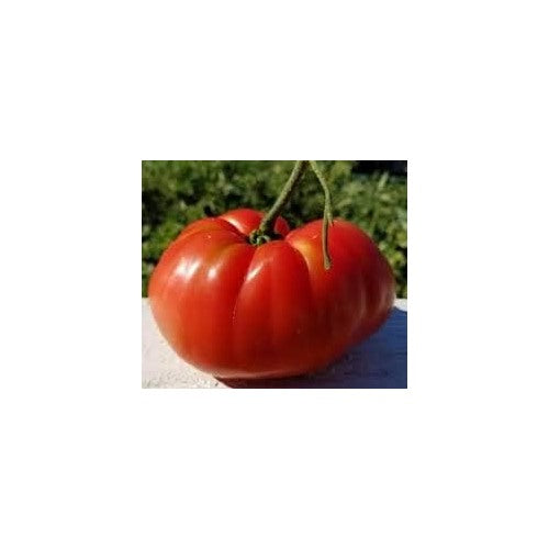 Big Huge Red Tomato Seeds for Planting [neera-v5-5fa9239440e3df98d3b8]
