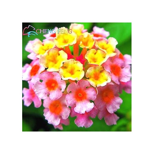 Heirloom Non-GMO Pink Lantana Flower Seeds for Butterfly Gardens and Colorful Outdoor Planting [neera-v5-5faa249da9e003ad6d27]