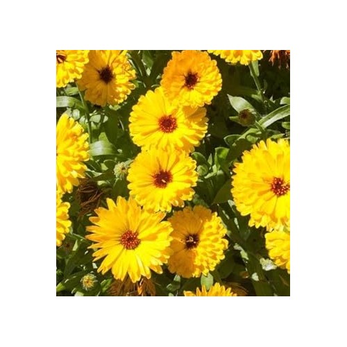 Yellow Calendula Flower Heirloom Non Gmo For Planting Flower Seeds for Home Garden Planting, [neera-v5-5fac02f3bf1fe48fc0f4]