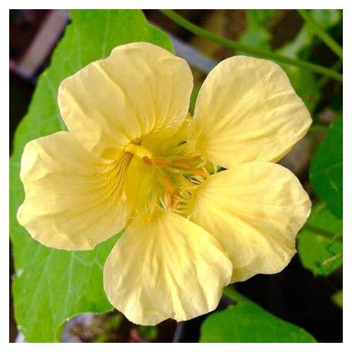 Heirloom Light Yellow Nasturtium Flower Seeds [neera-v5-5fb0d19326f3ec2048a7]