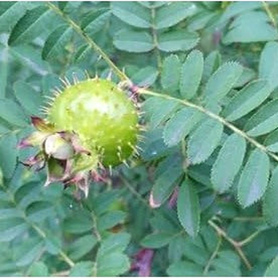 Wild Rosa Roxbunghii Fruit Seeds for Planting | Heirloom Non-GMO Organic Seeds for Green, Hardy Landscapes [neera-v5-5fb27758f84cf45a2a6b]