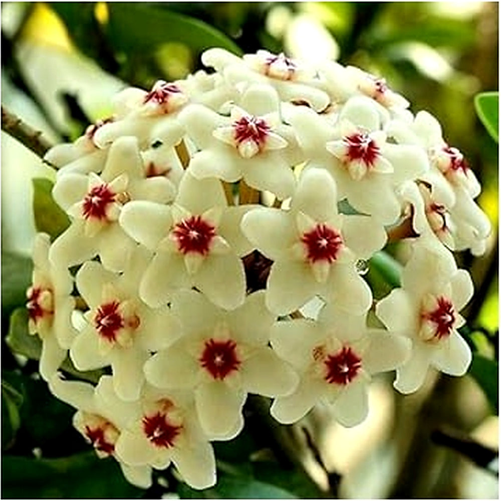 Cream Hoya Flower Seeds for Planting | Heirloom Non-GMO Organic Garden Seeds | High Germination Indoor & Outdoor Blooms [neera-v5-5fd0814861db59f9c65d]