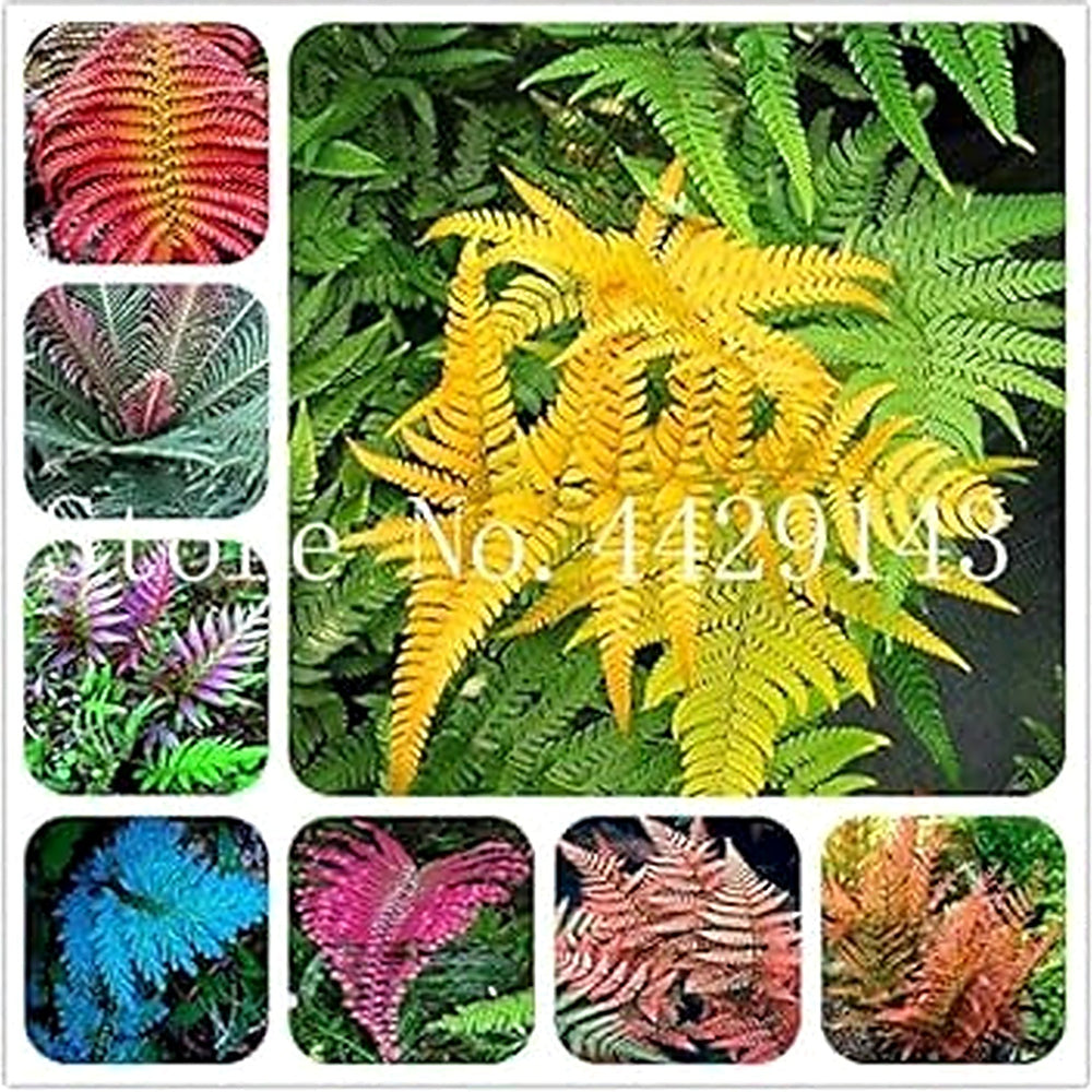 Fern Dark Pink Plant Seeds for Planting [neera-v5-5fd8cb633724b78165a4]