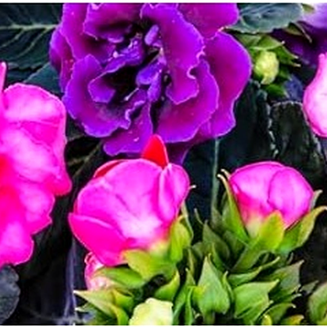 White Gloxinia Seeds for Planting [neera-v5-5fd93c81aa619282391a]
