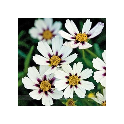 White Coreopsis Flower Seeds [neera-v5-5fdab4374ab634883d55]