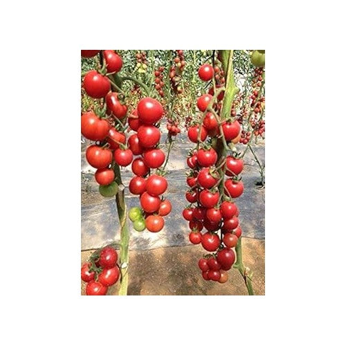 Red Tomato Seeds for Planting [neera-v5-5febf1e82e37872f240a]