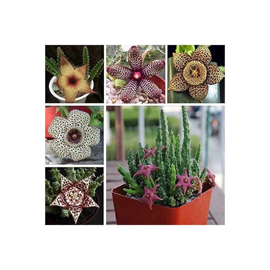 Starfish Flower Stapelia Pulchella Perennial Flower For Indoor Pots Decorative Planters Flower [neera-v5-5ff1bfffb32f1465788a]