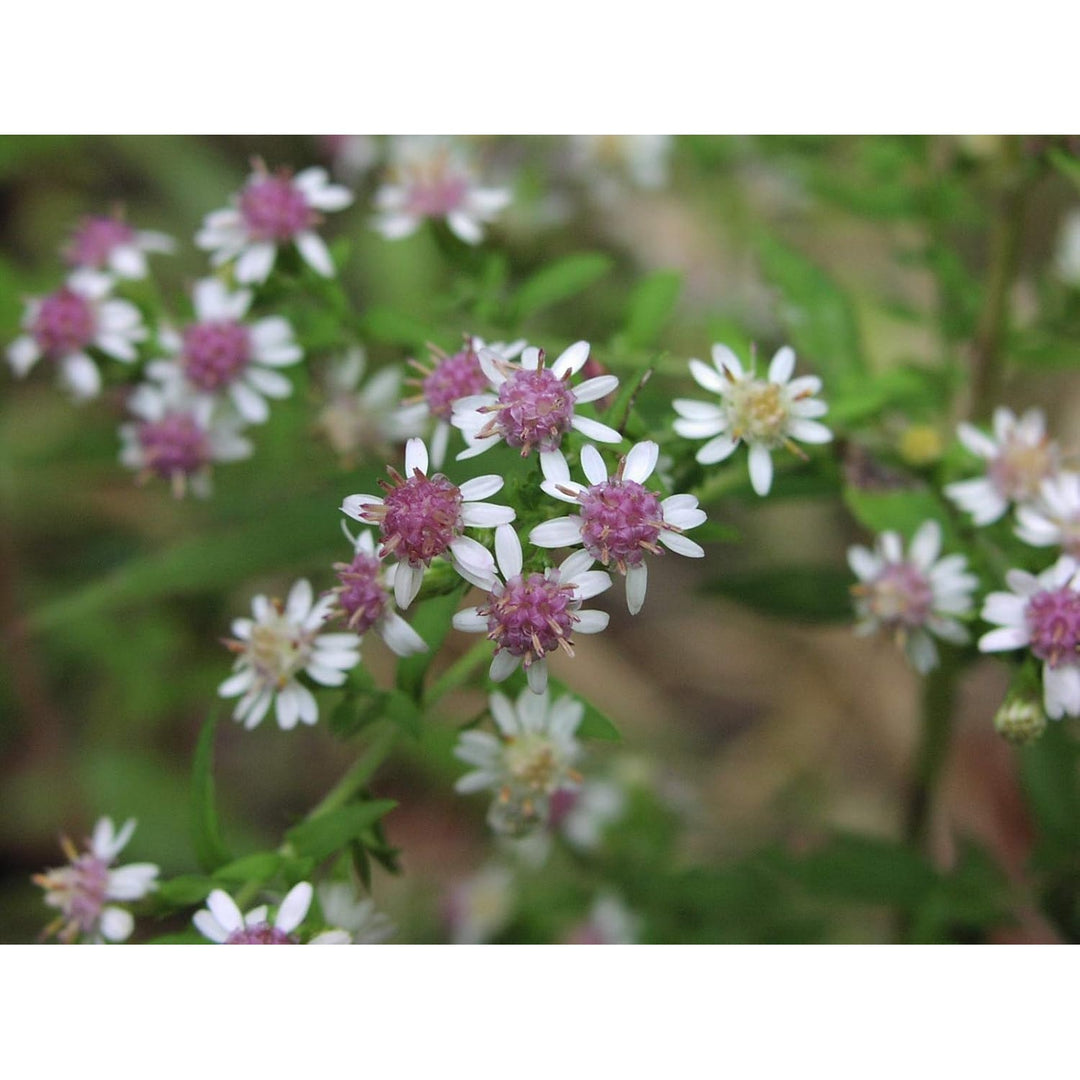 Aster Lateriflorus Flower Heirloom Non Gmo Flower For Planting Flower Seeds for Home Garden [neera-v5-5ff58759898ee2c60ebf]