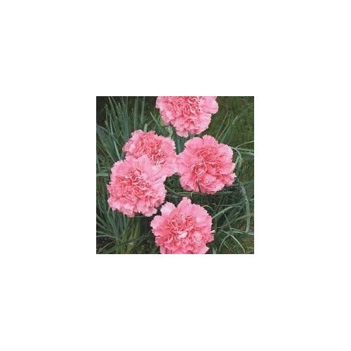 Light Rose Dianthus Seeds for Planting [neera-v5-600314037775811357ac]