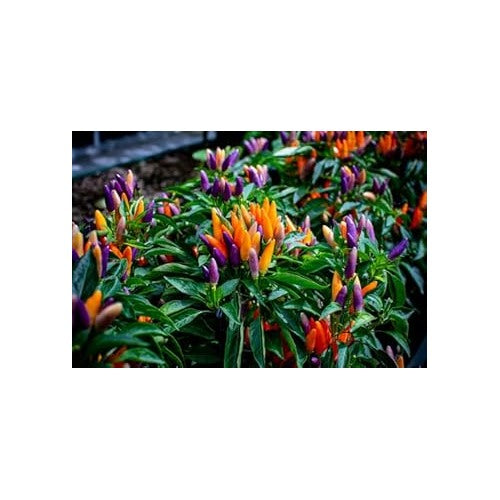 Pepper Seeds for Planting, 100 pcs [neera-v5-60075aa1d75363d64012]