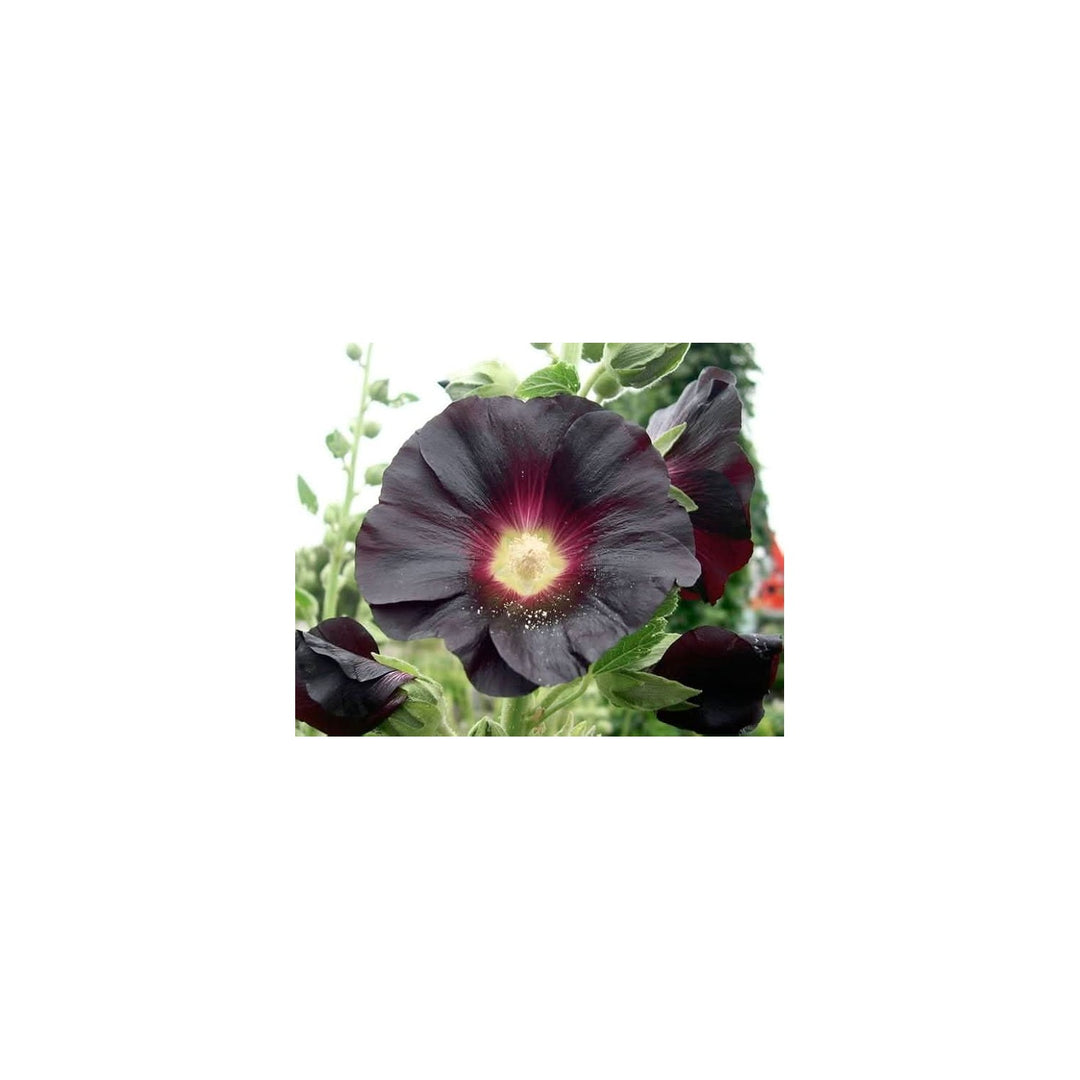 Black Nigra Hollyhock Perennial Flower Flower Seeds for Home Garden Planting, Ornamental Organic [neera-v5-600a7f4588e22d7b7502]