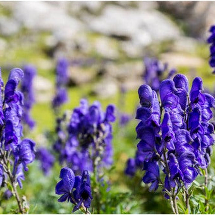 Heirloom Non-GMO Wolfsbane Flower Seeds for Planting [neera-v5-600ba8151e23caa4a4a0]