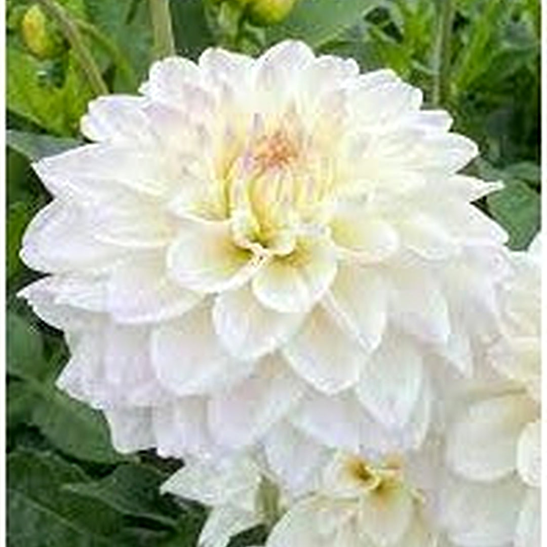 White Swan Dahlia Flower For Planting Flower Seeds for Home Garden Planting, Colorful Organic [neera-v5-6017bac0f89fa34c461f]