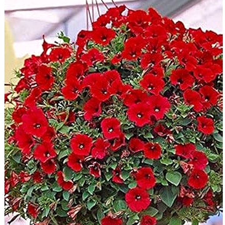 Red Petunia Hanging Flower Seeds for Planting [neera-v5-6019b4aa43e2c8c9807d]
