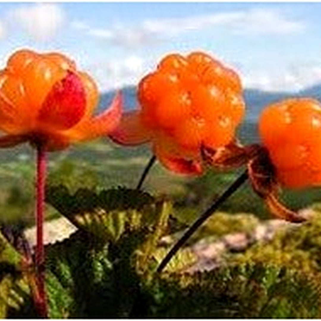 Cloudberry (Rubus) Fruit Seeds for Planting [neera-v5-602468ff878d13aaf83c]