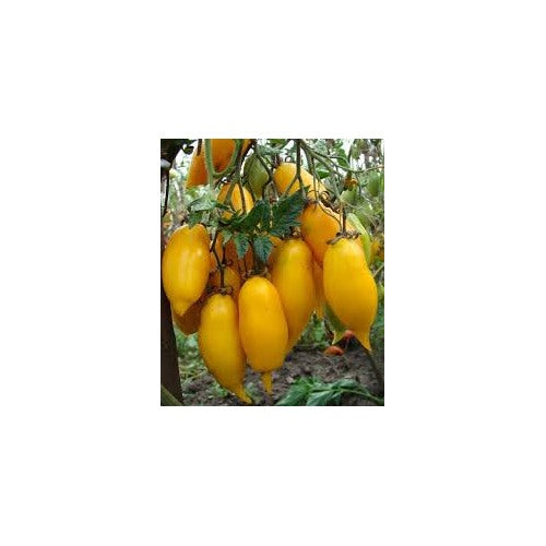 Yellow Banana Tomato Seeds for Planting [neera-v5-603d4c0081df19c13b92]