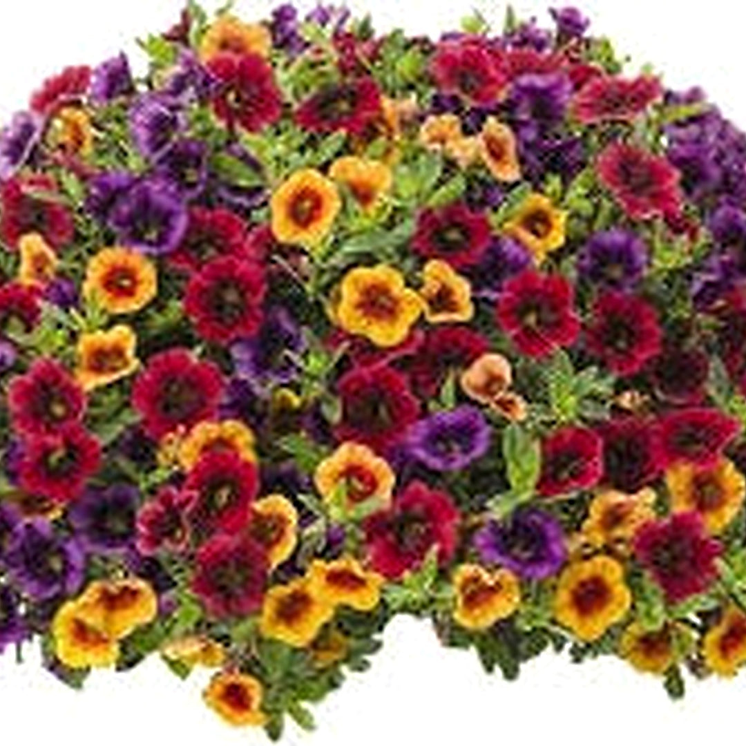 Mixed Superbells Petunia Seeds for Planting | Heirloom Non-GMO High Germination Organic Garden Seeds [neera-v5-6045c657e83e7da2fa38]