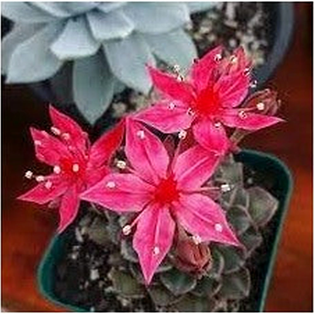 Graptopetalum Bellum Flower Seeds for Planting [neera-v5-60504f8f0a11c95b79ba]