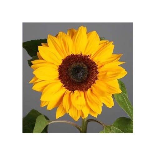 Yellow Sunflower Heirloom Non-GMO Seeds for Planting [neera-v5-6052b5c19e40f744fbd0]