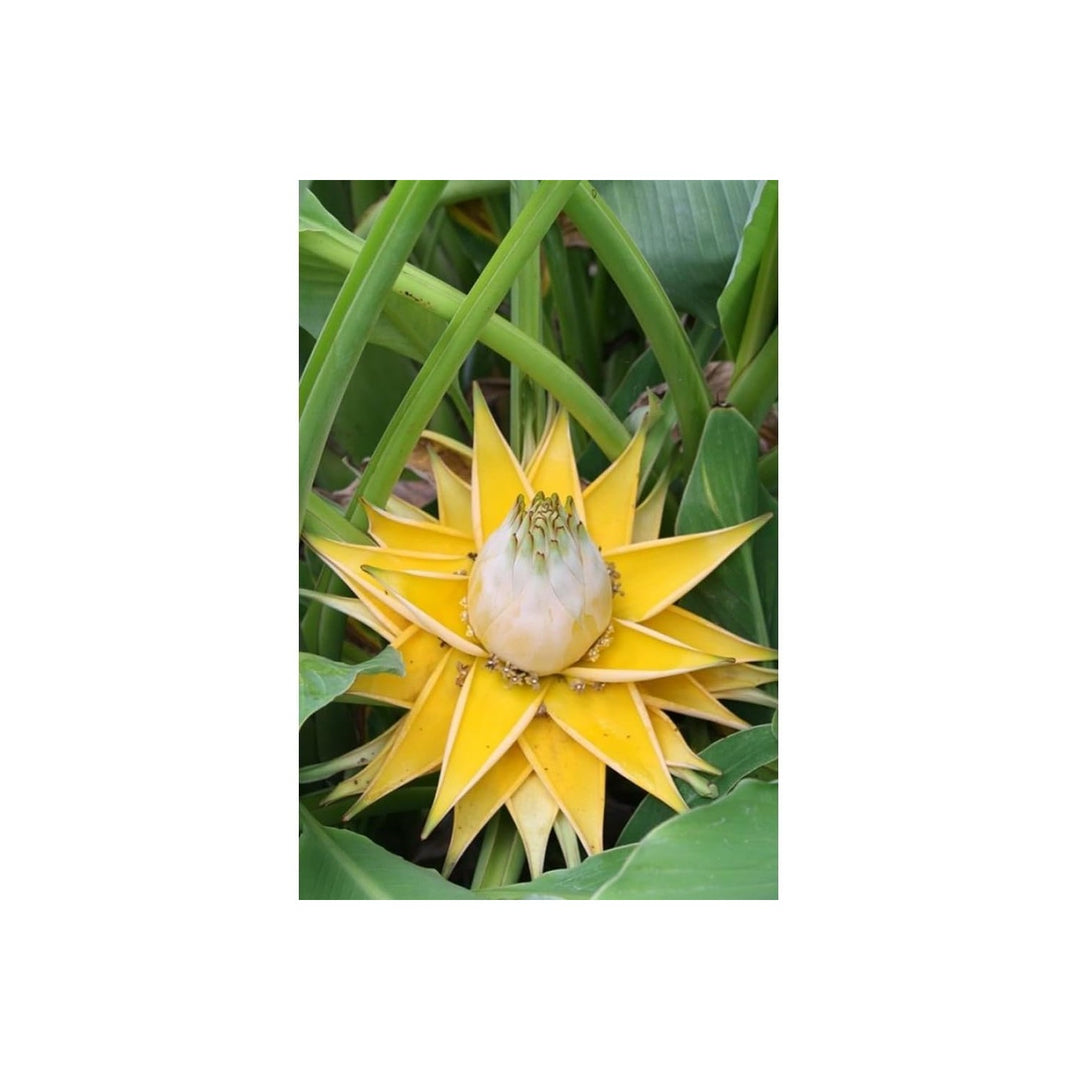 White Musella Lasiocarpa Plant For Planting Flower Seeds for Home Garden Planting, Blooming Organic [neera-v5-606116b4c9288d8825f7]