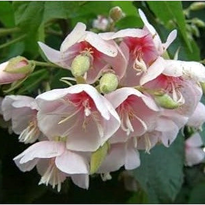 Heirloom Non-GMO Dombeya Bourgassiae Flower Seeds for Planting [neera-v5-6061570b805ba067a5b2]