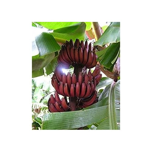 Maroon Banana Fruit Seeds for Planting [neera-v5-607586ca712ee77e6073]