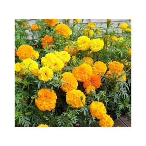 Cracker Jack Mix Crackerjack Mix Marigold Planting Non Gmo Heirloom Easy To Grow Annual Blooms [neera-v5-6093ebdb42155ab60b2c]