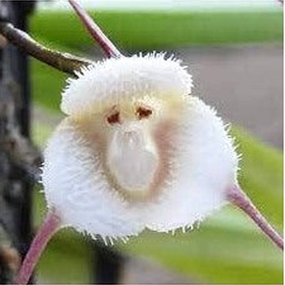 White Monkey Face Orchid Plant Seeds for Planting [neera-v5-609520f32f13c7e301b5]
