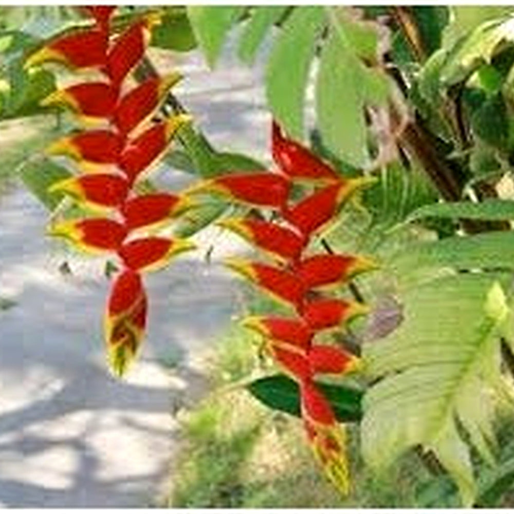 Heliconia Wagneriana Seeds for Planting [neera-v5-609b8d9f9c3f23d95b08]