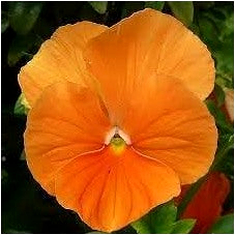 Heirloom Non-GMO Wittrockiana Flower Seeds for Colorful Garden Beds and Seasonal Planting [neera-v5-60ae01a7f249191f429f]