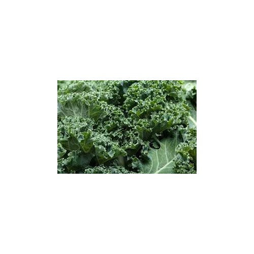 Ridge Kale Plant Seeds for Planting [neera-v5-60b229639d199d2522e5]