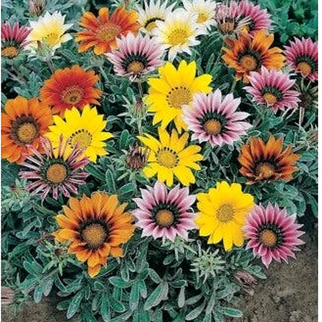 White Gazanias Treasures Brights Blooms Talants Flowers Silvery Foliage Heirloom Non Gmo Flower [neera-v5-60b9cd42fc40ce945328]