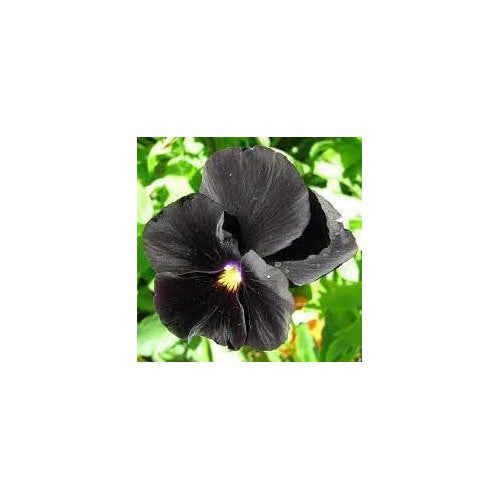 Heirloom Wanchen Pansy Flower Seeds for Planting [neera-v5-60d02a13c735e739339f]
