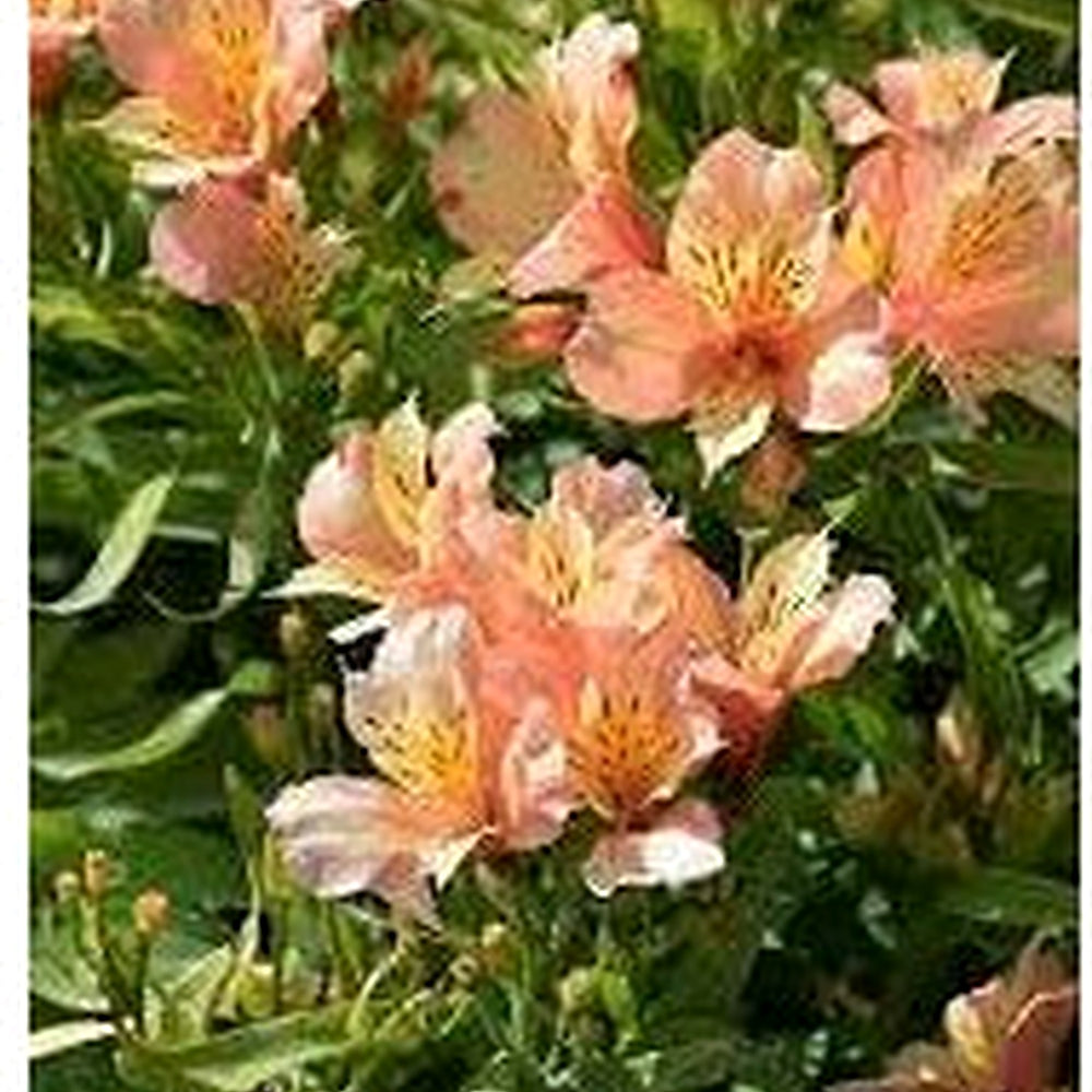 Alstroemeria Flower Seeds [neera-v5-60d3249a51a76940c171]
