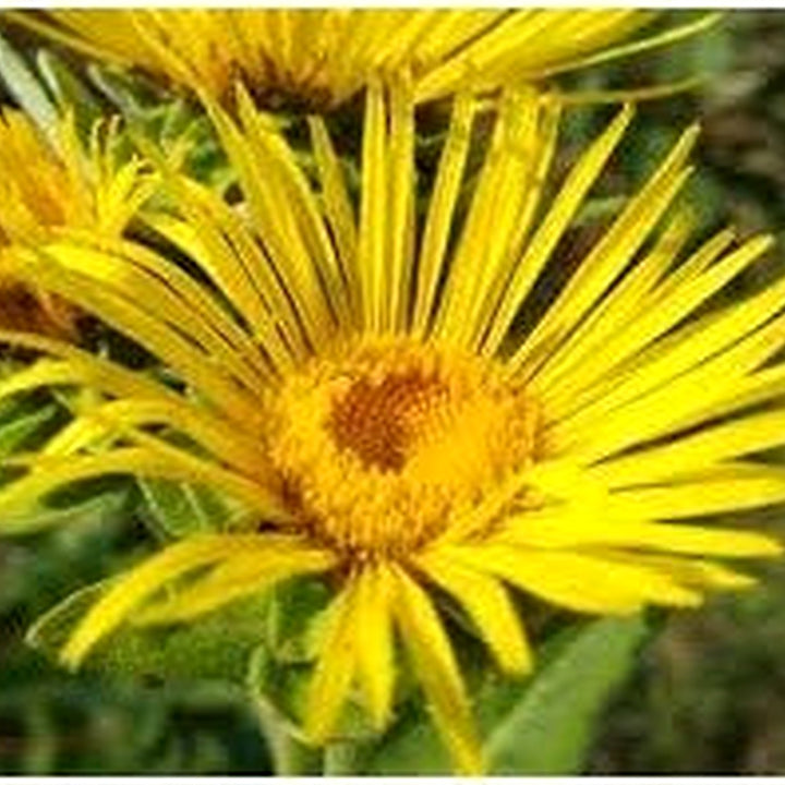 Heirloom Elecampane Flower Seeds [neera-v5-60d51c0fd199d04fb863]