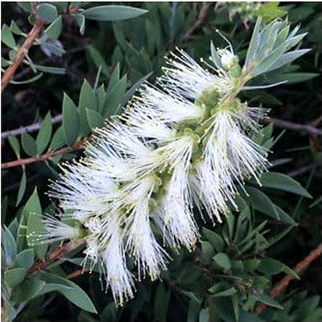 Heirloom Non-GMO White Callistemon Flower Seeds for Garden Planting [neera-v5-60e273999579f58aa004]