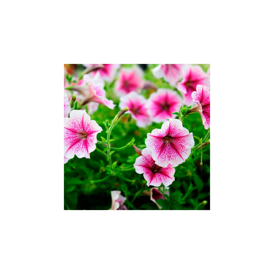 Pink Pale Petunia Flower For Planting Heirloom Non Gmo Easy To Grow Garden Blooms Flower Seeds for [neera-v5-60e4cc74458a23a192b0]